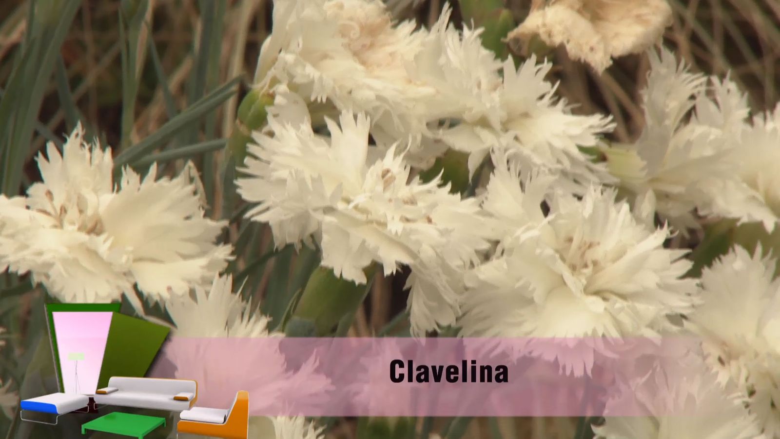 deco 0699 jardin clavelina flor blanca clavelina