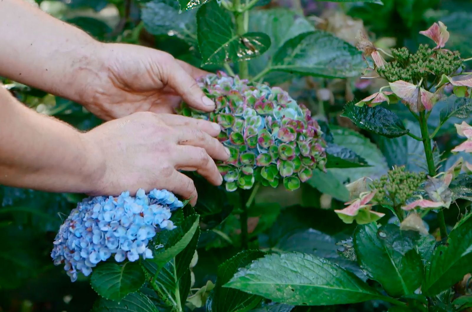 bricojardin923 otonada hortensias magical otono tonalidades