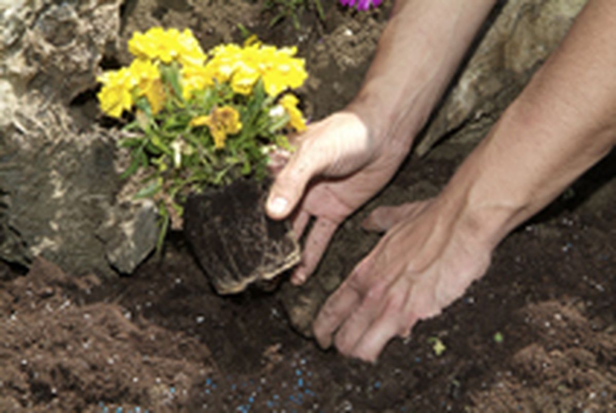 PARTERRE DE FLOR DE TEMPORADA P3