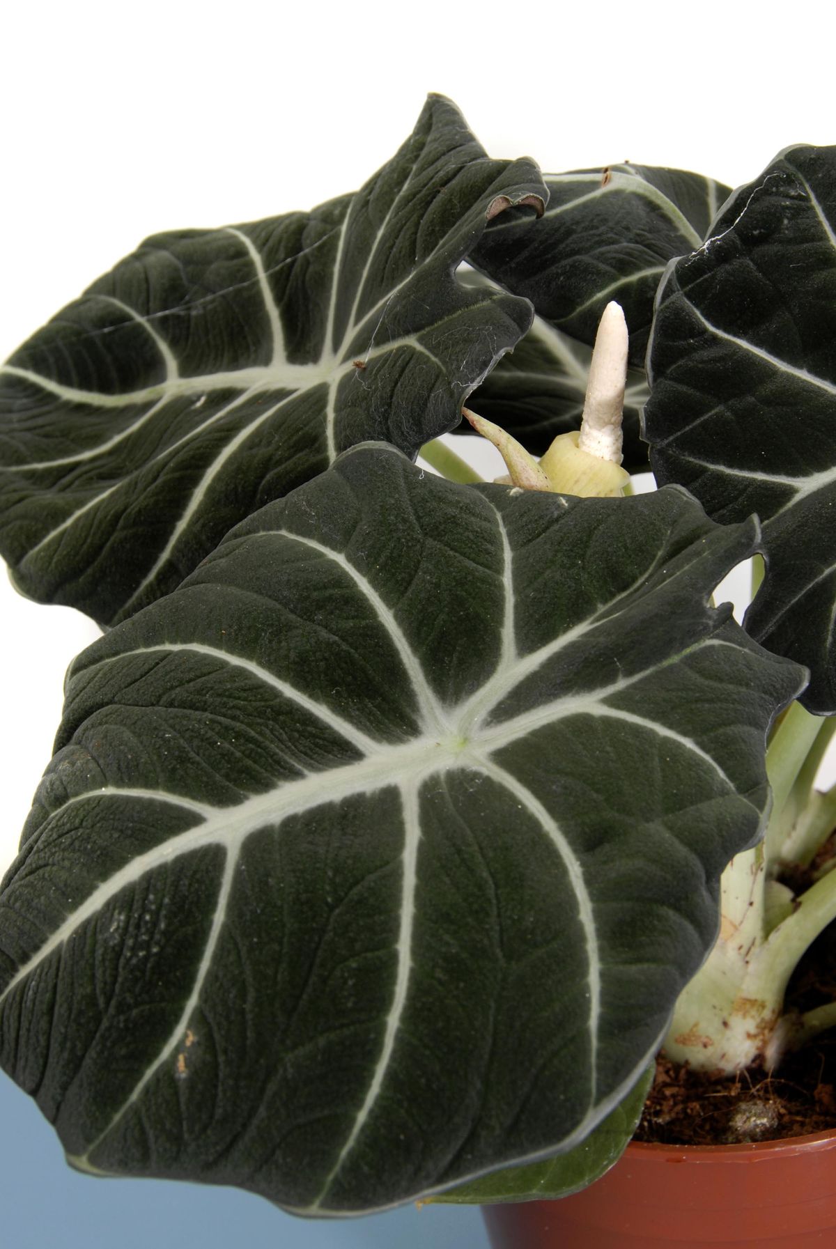 deko0218 plantas pequenas hojas grandes alocasia black velvet 02