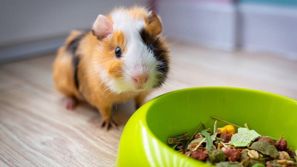 Su alimentación se basa única y exclusivamente en vegetales.