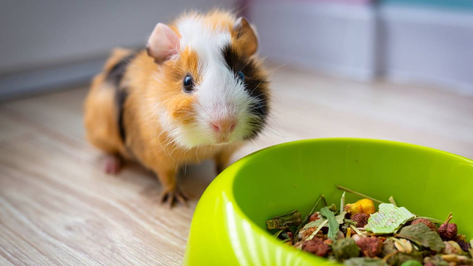 Su alimentación se basa única y exclusivamente en vegetales.