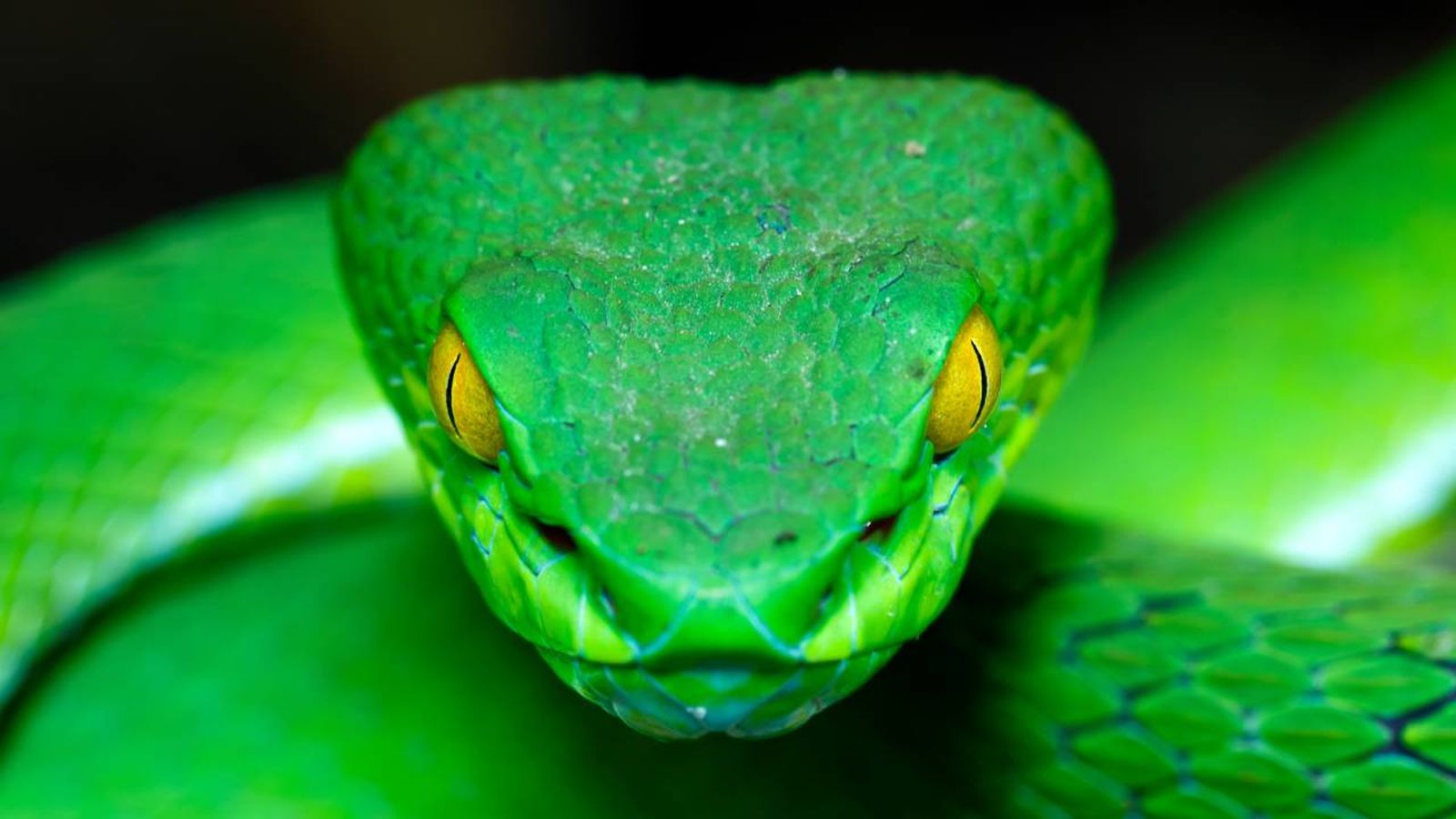 que significa sonar serpientes xl