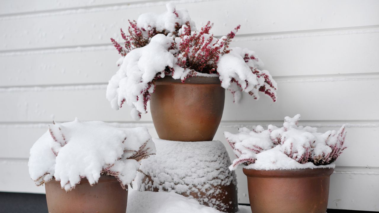consejos para proteger tus plantas durante el invierno xl