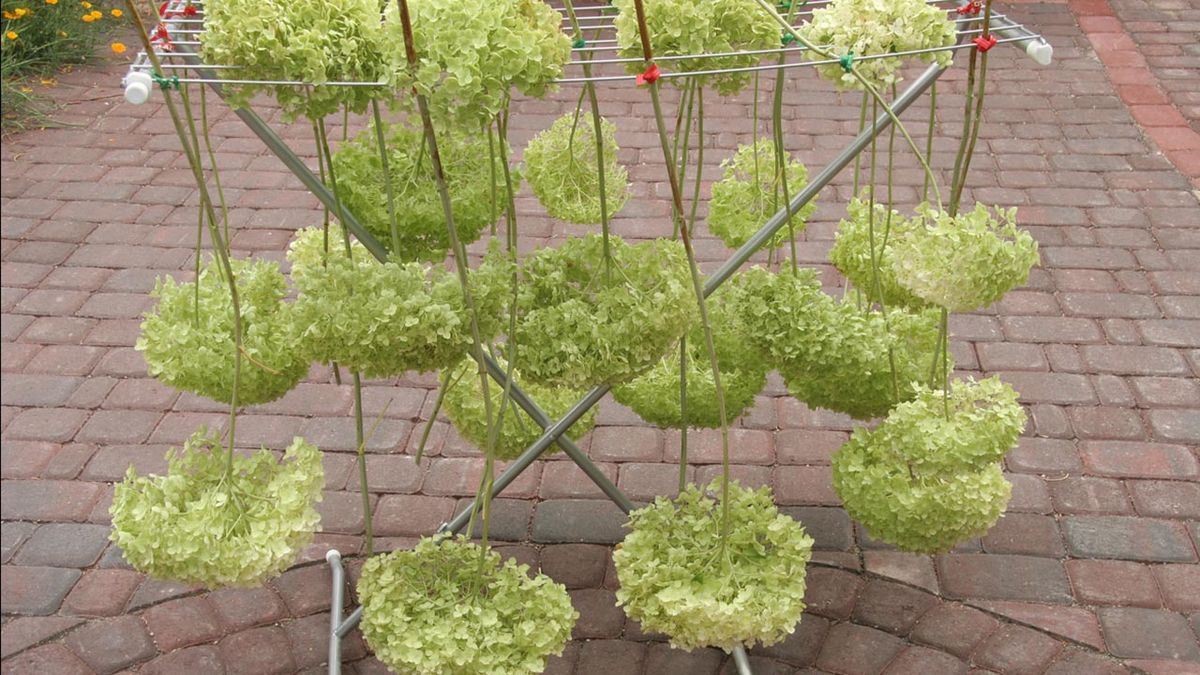 secar hortensias paso a paso