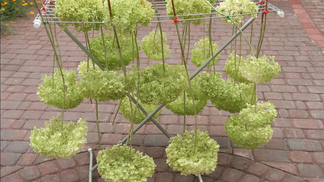 secar hortensias paso a paso