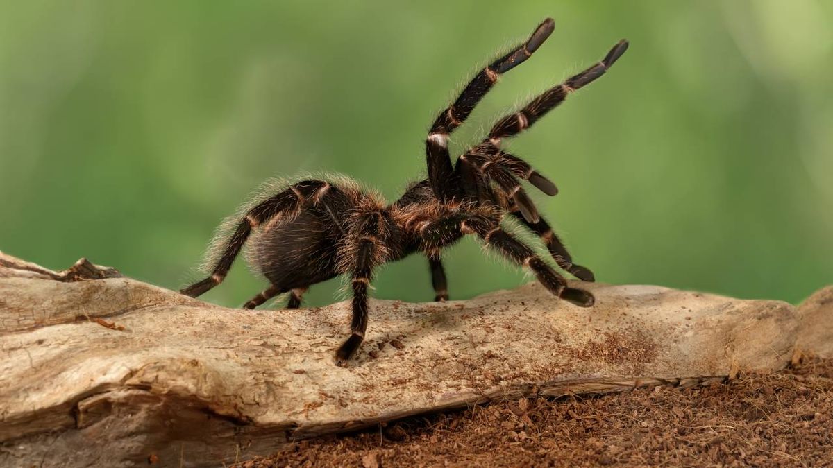 La tarántula es un insecto que se puede tener como mascota