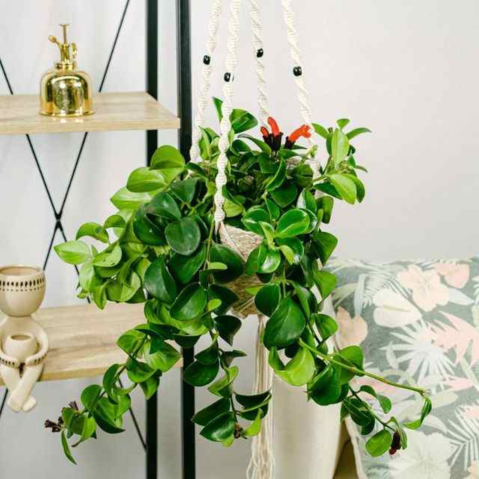 planta pintalabios be green