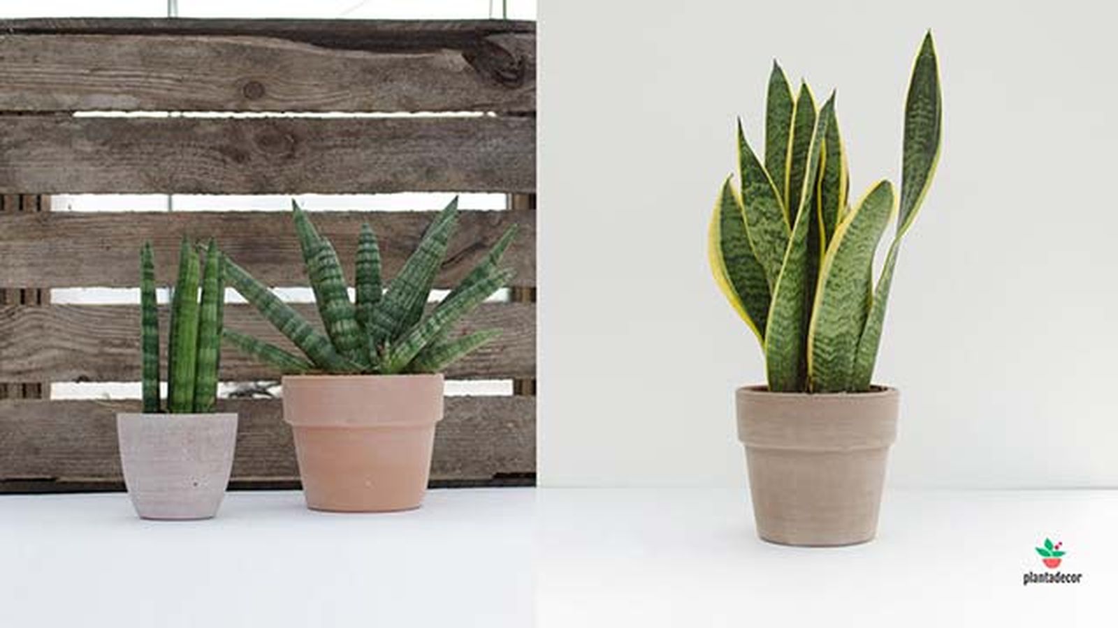 sansevieras maceta plantadecor
