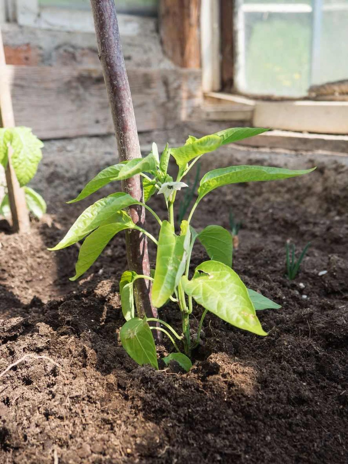 Cuando la planta alcance cierta altura, es recomendable colocarle un tutor