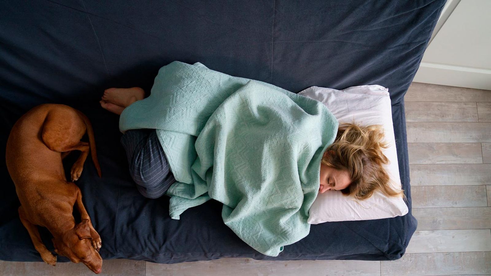 contagiar resfriado a perros