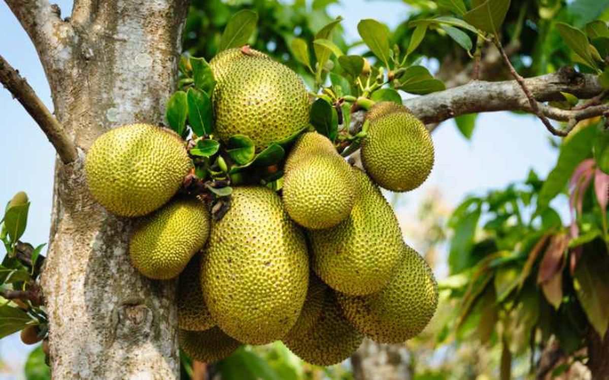 El jackfruit puede pesar hasta 55 kilos y medir 90 cm de largo