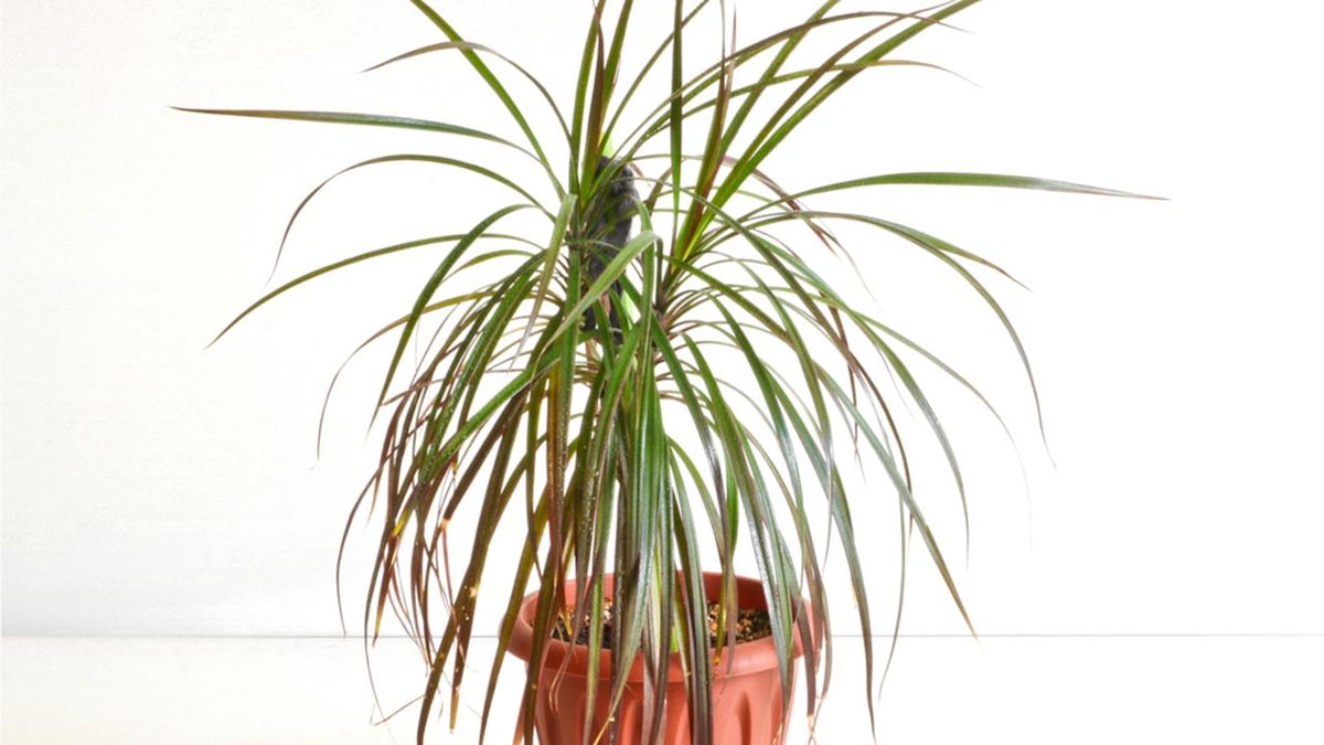 dracaena marginata planta hall poca luz xl