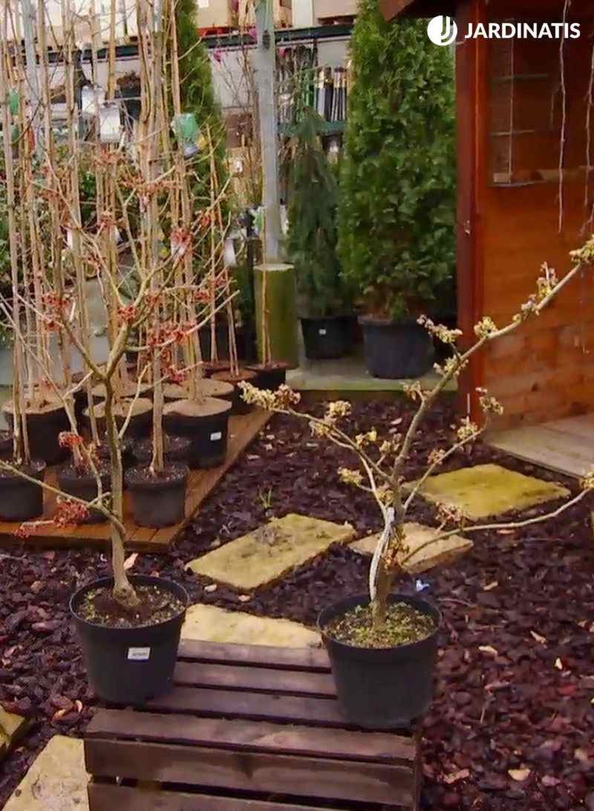 Plantas de Hamamelis Virginiana en contenedor