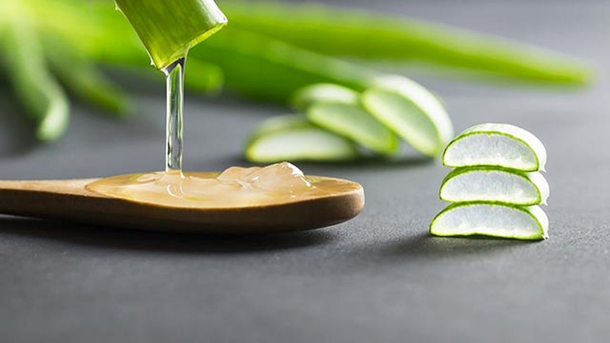 aloe vera planta medicinal refrescante y cicatrizante gel