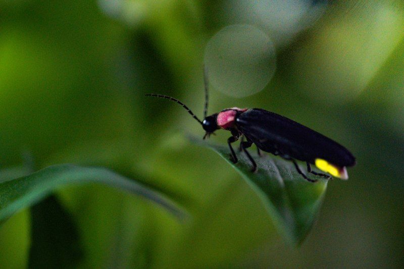 La luciérnaga es un insecto fascinante que utiliza la bioluminiscencia para comunicarse