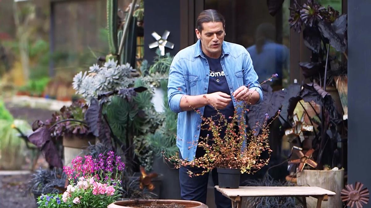 974 jardineria ceratostigma planta