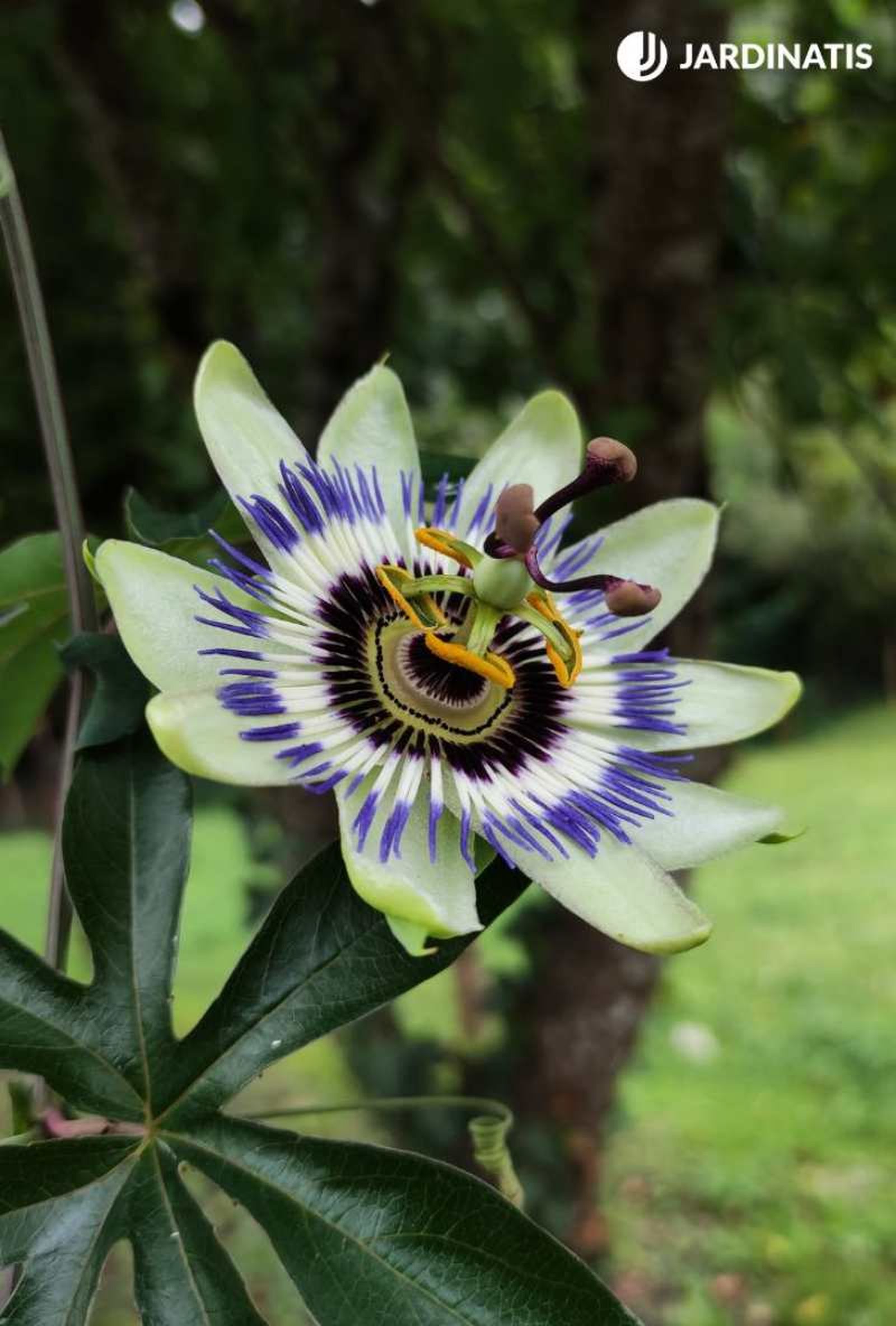 El estudio resalta la complejidad del ecosistema que involucra a la flor de la pasión, las hormigas y las mariposas