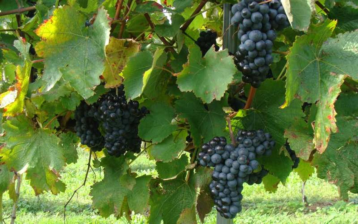 La uva hondarrabi beltza es la más utilizada para elaborar txakoli tinto