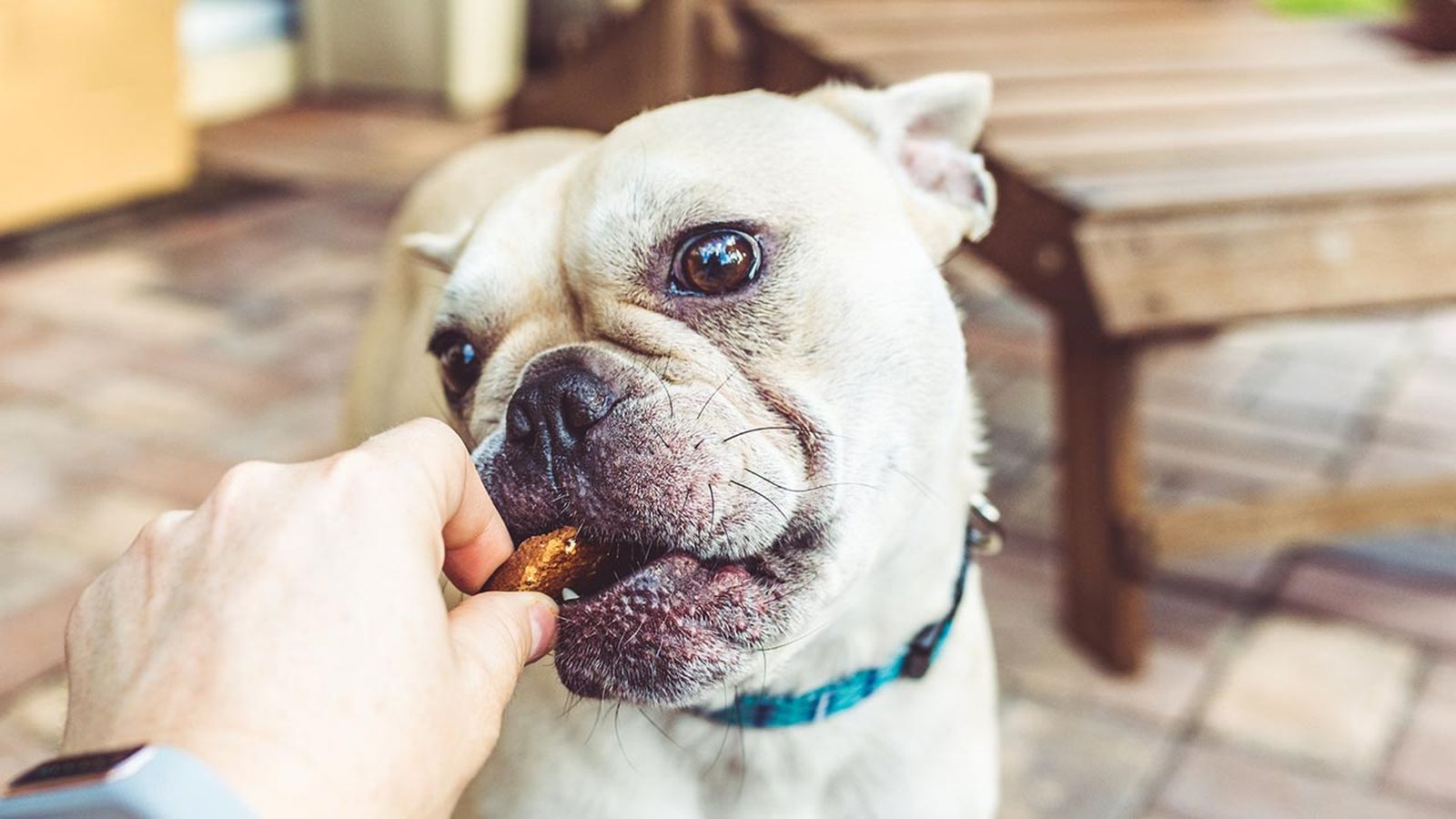 En el mercado encontramos una gran variedad de snacks caninos, pero no todos son saludables.