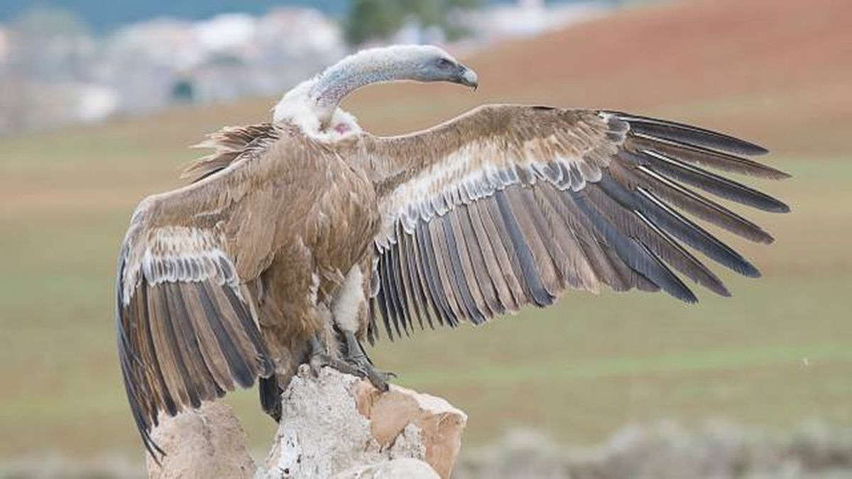 aves rapaces buitres en espana buitre leonado  Gyps fulvus