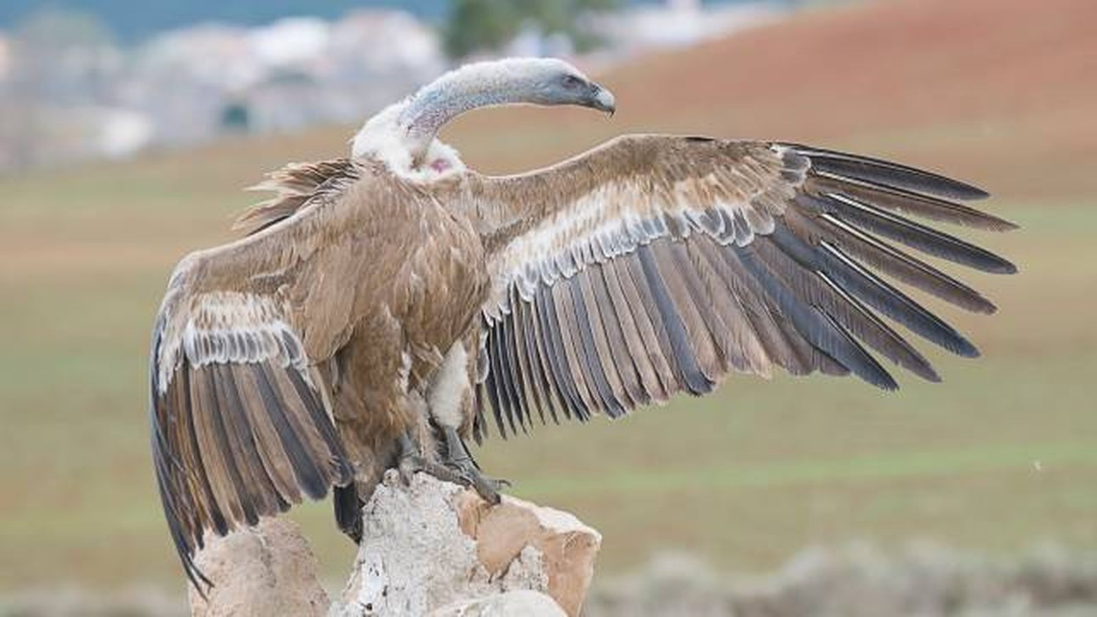 aves rapaces buitres en espana buitre leonado  Gyps fulvus