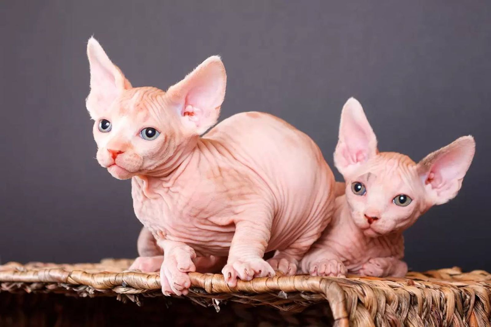 Las razas seleccionadas para su creación fueron la Sphynx o Esfinge y Munchkin