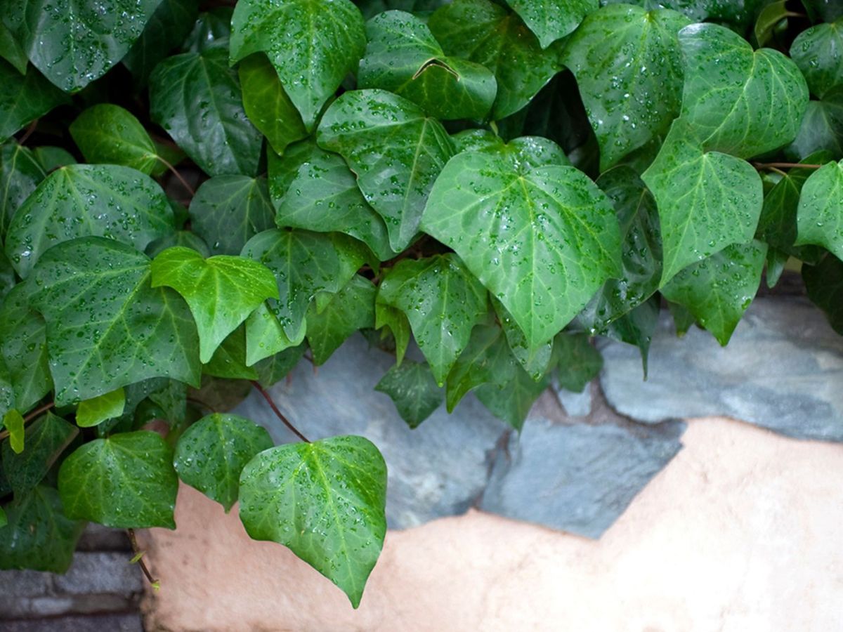 Cierre vegetal con hiedra de jardinería.