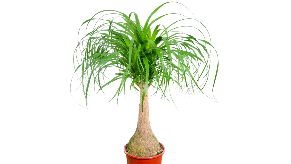 Beaucarnea Recurvata nolina plantacion