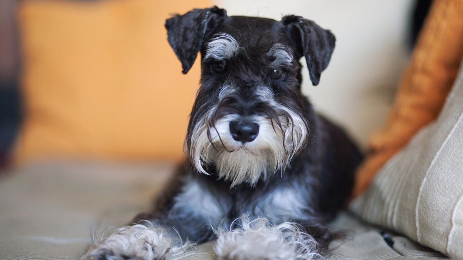 schnauzer enano portada