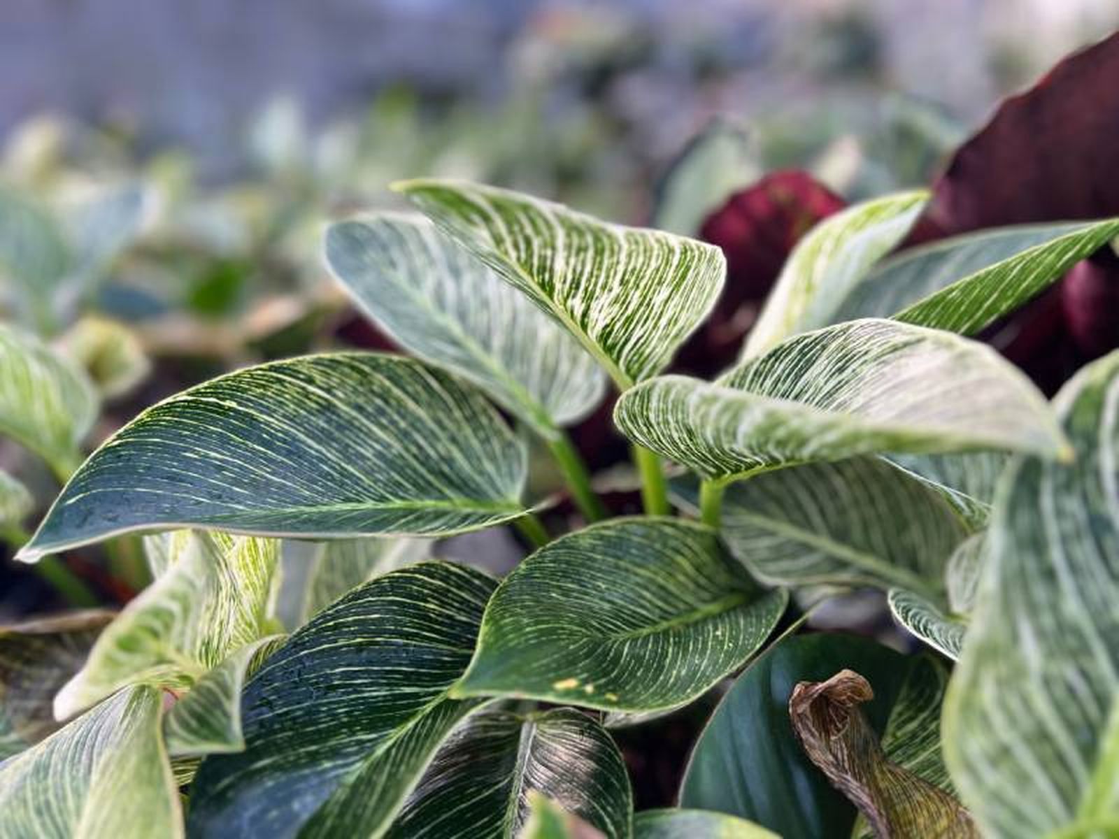 Philodendron Birkin