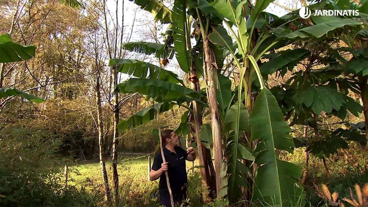 planta bananera deco 758