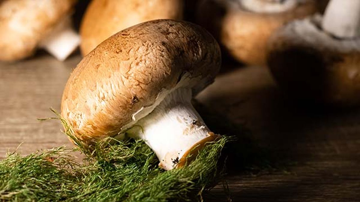 setas comestibles champinon portobello