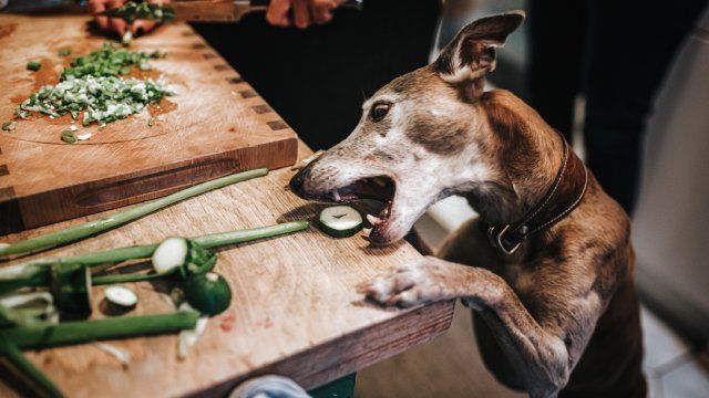 que verduras pueden comer los perros 5