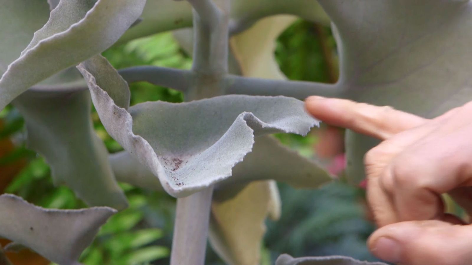 brico 933 3 kalanchoe beharensis hojas
