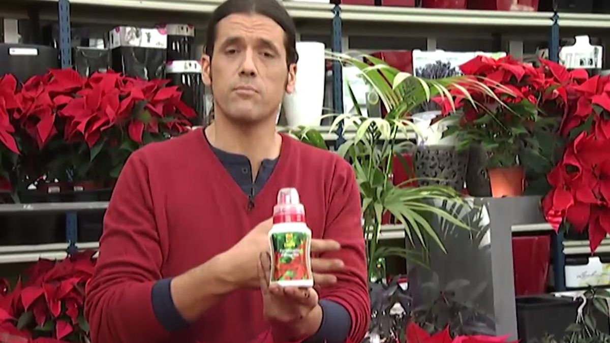 deco 414 abono para la flor de pascua