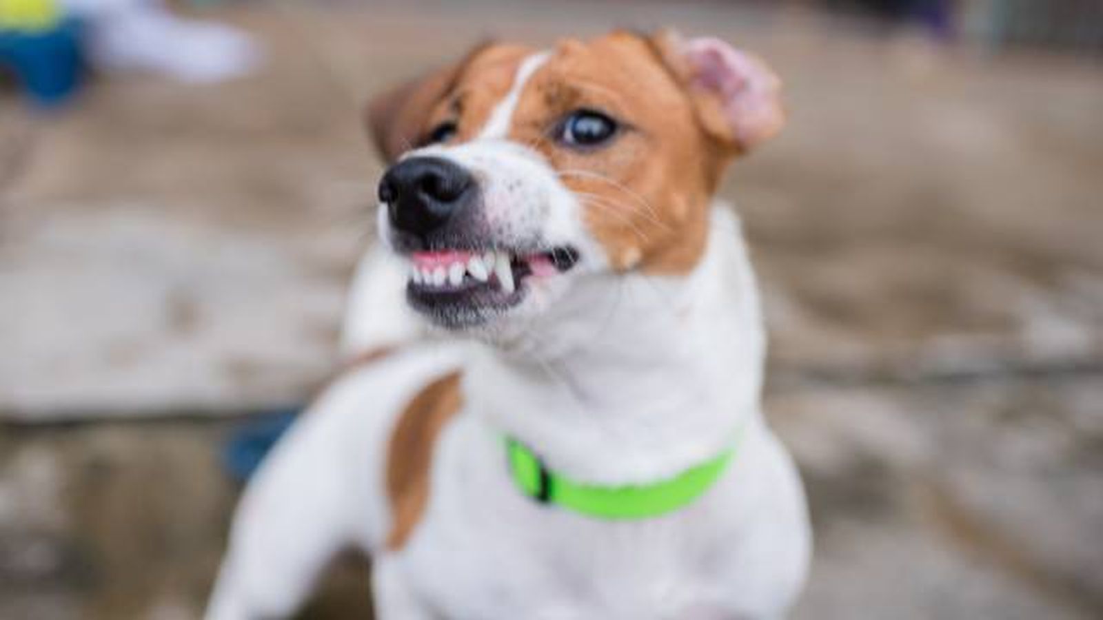 prohibido uso collares electricos en perros problemas conducta