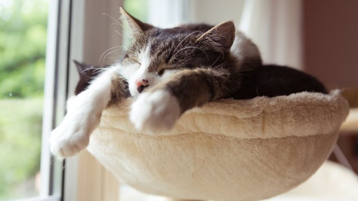 ley de bienestar animal 6