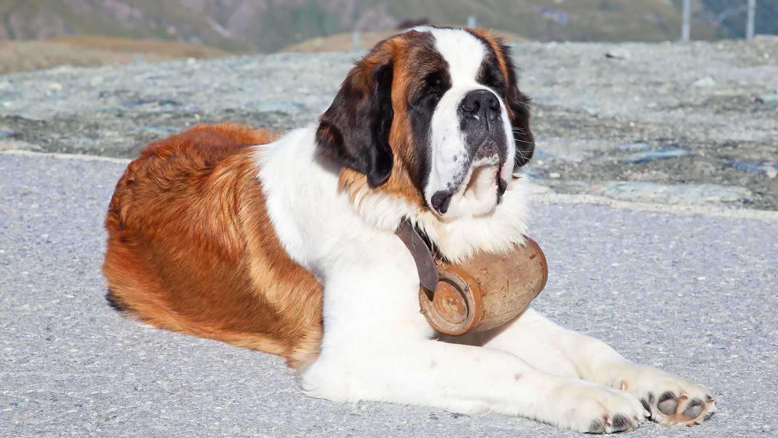 san bernardo raza perro