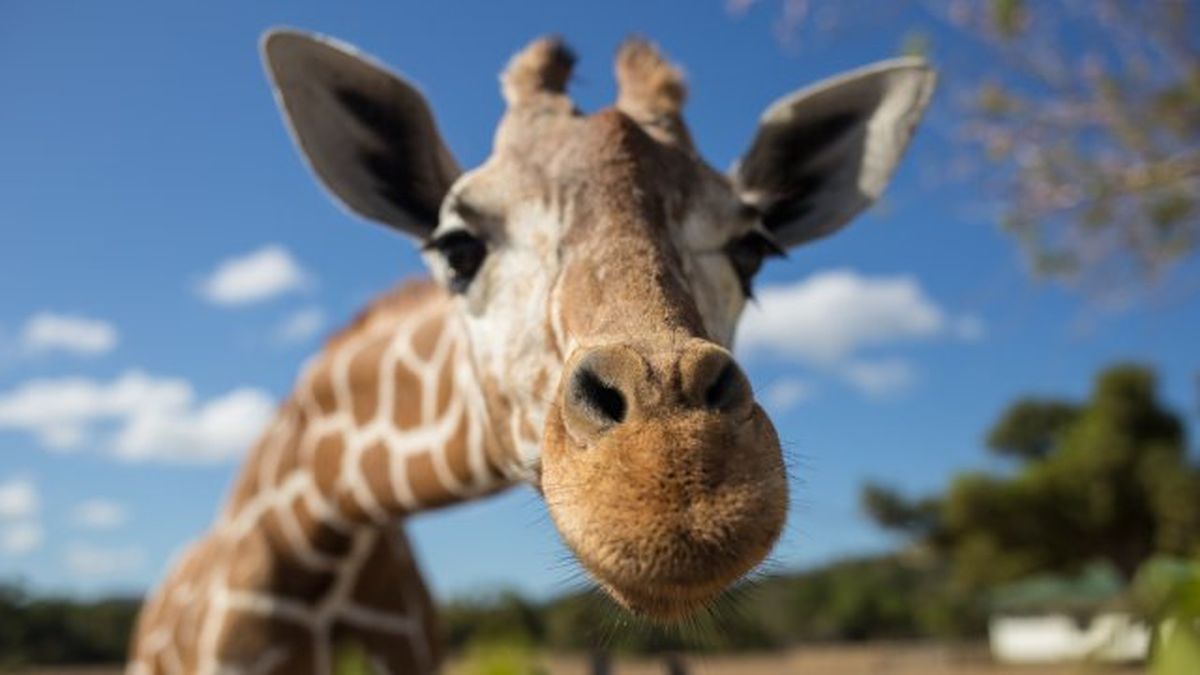 ley de bienestar animal 10