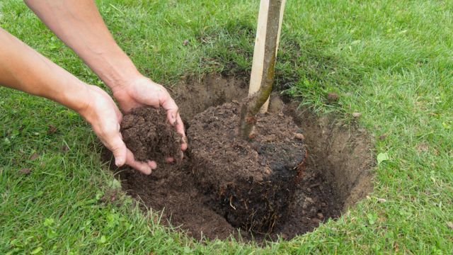 dejar punto de union del injerto del arbol frutal por encima del sustrato