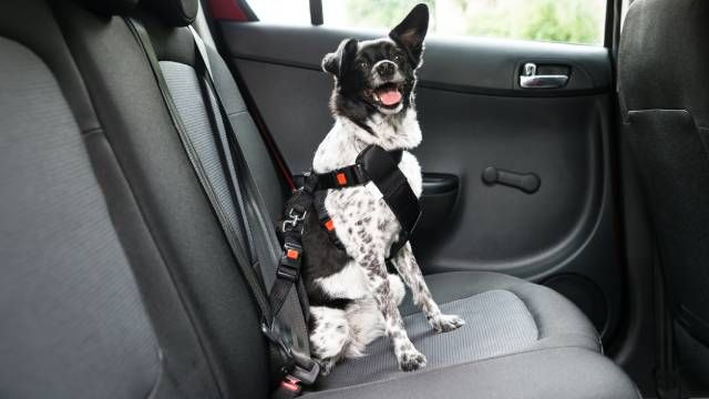 seguridad nromas direccion general de trafico viajes en coche mascotas