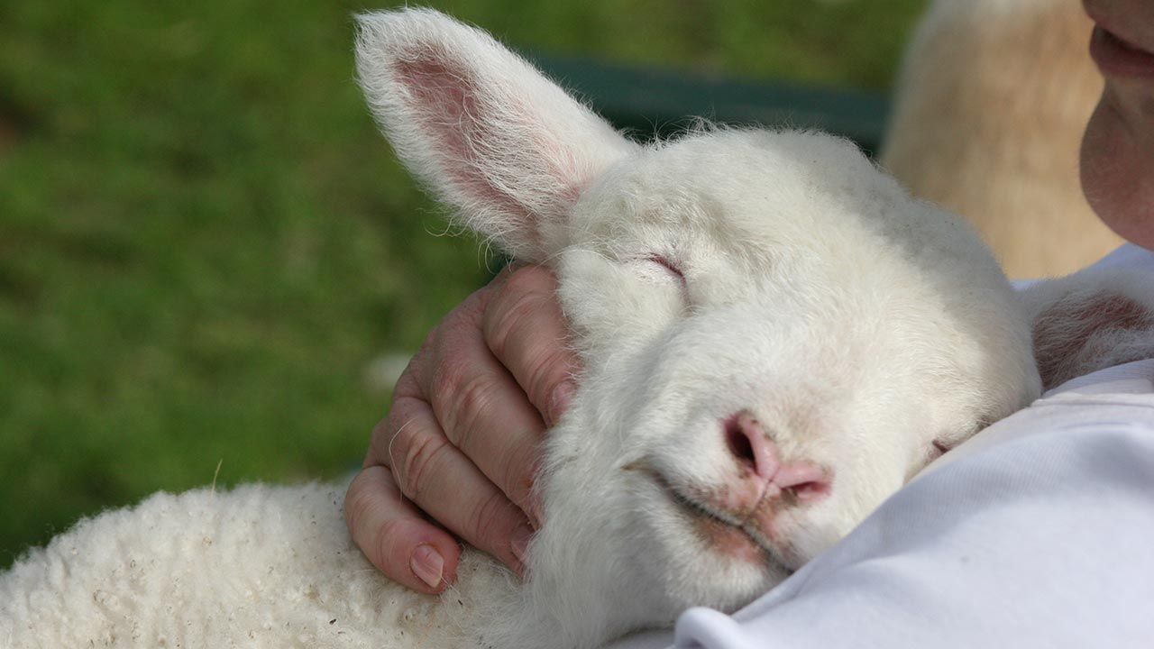 derechos animales 3