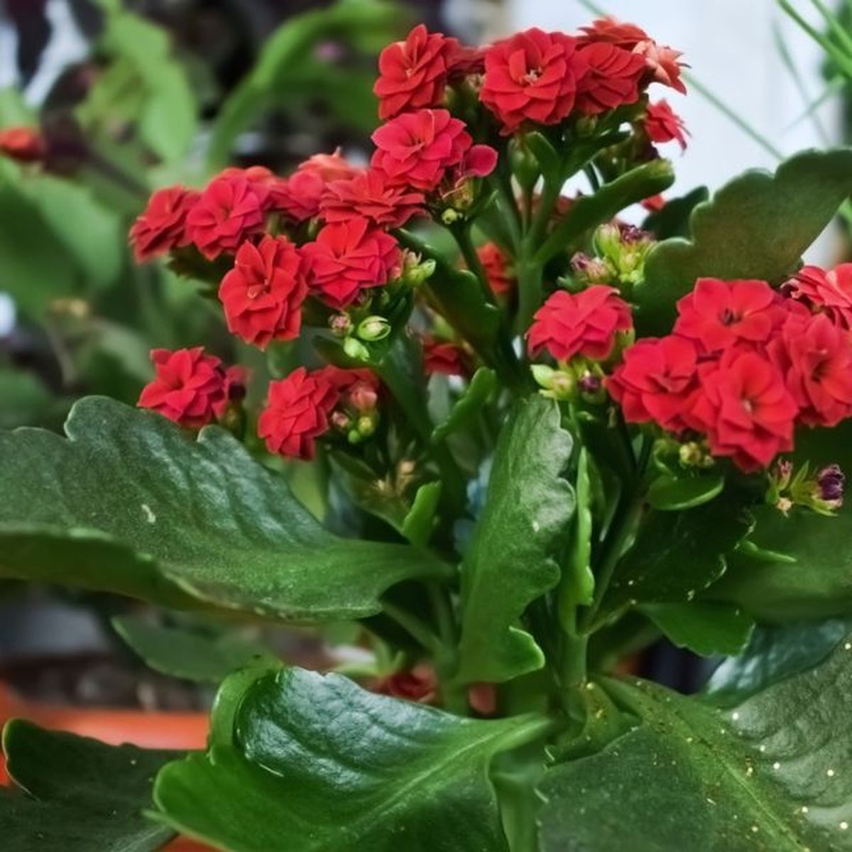 Kalanchoe blossfeldiana planta roja regalar navidad