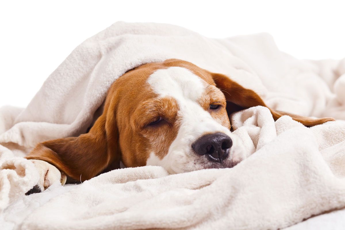 perro cama xl