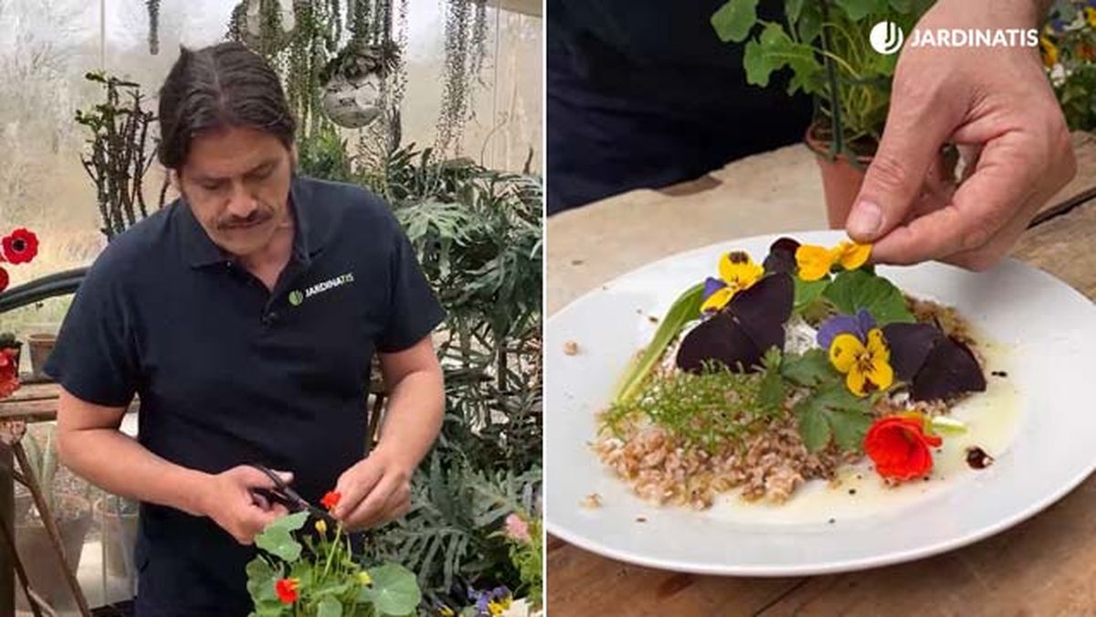 capuchina viola flor comestible ensalada inigo segurola