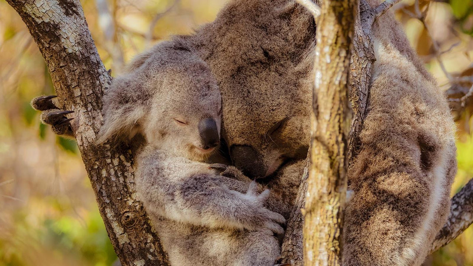 mejores abrazos mundo animal portada