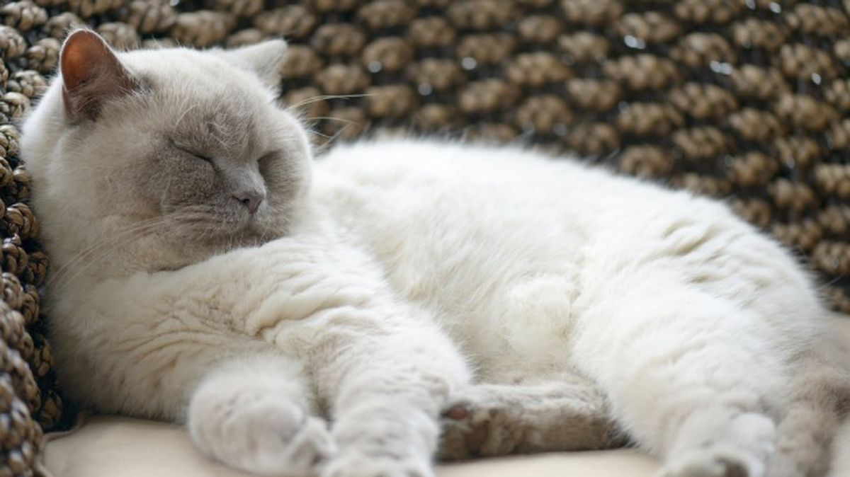 razas de gatos blancos british longhair