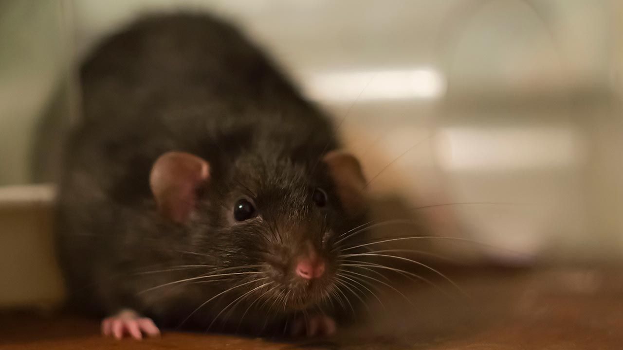 rata negra 2