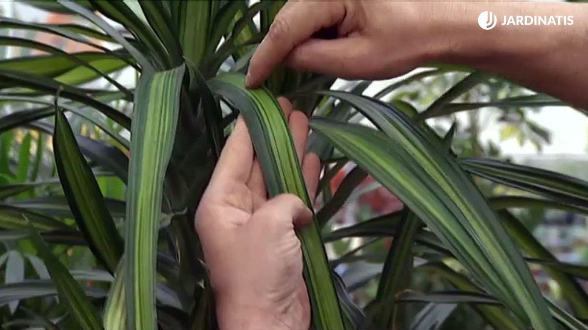 Dracaena deremensis Ricky